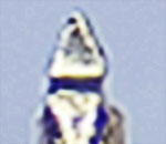 spear head tip